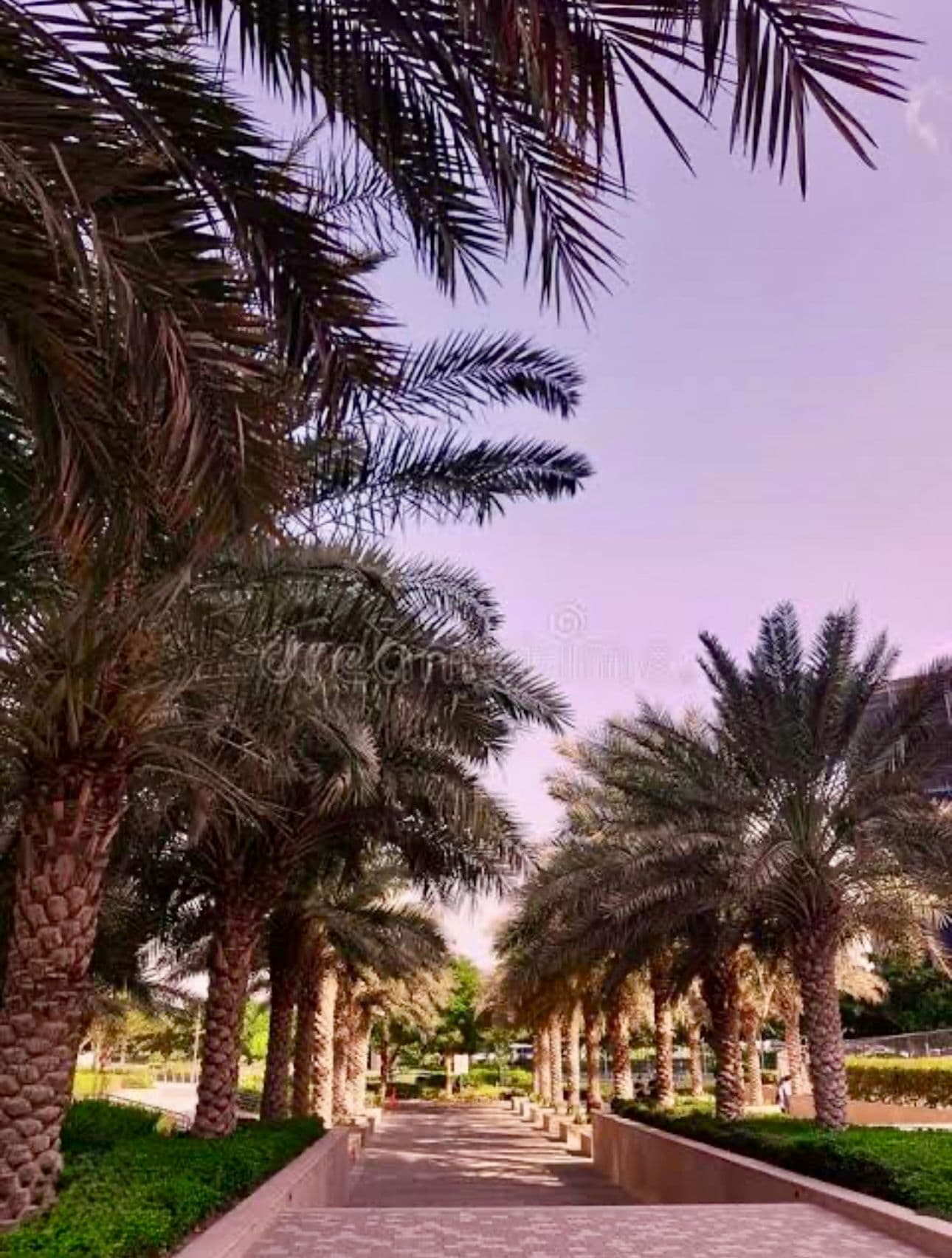 Egipto y full Dúbai gallery image 259